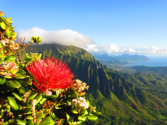 Ohi'a Lehua